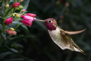 Lire la suite à propos de l’article Qu'est-ce que le nectar : pourquoi les plantes produisent-elles du nectar