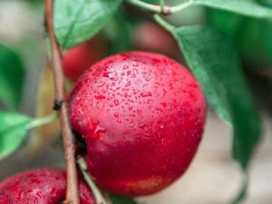 Lire la suite à propos de l’article Prendre soin des nectarines en pots : conseils pour cultiver des nectarines en contenants