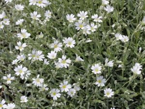 Lire la suite à propos de l’article Faire pousser de la neige dans les plantes d'été – Informations sur l'entretien de la neige dans la couverture végétale d'été