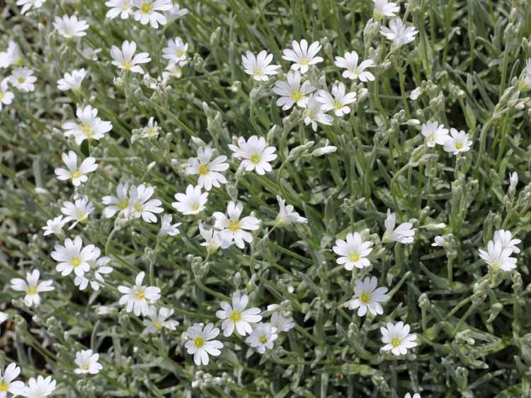 You are currently viewing Faire pousser de la neige dans les plantes d'été – Informations sur l'entretien de la neige dans la couverture végétale d'été