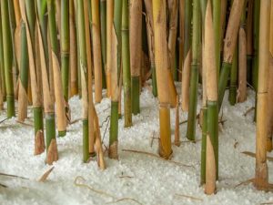 Lire la suite à propos de l’article Entretien hivernal du bambou – Comment hiverner les plantes de bambou