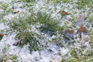 Lire la suite à propos de l’article Entretien de la pelouse en hiver – Conseils pour entretenir les pelouses d’hiver