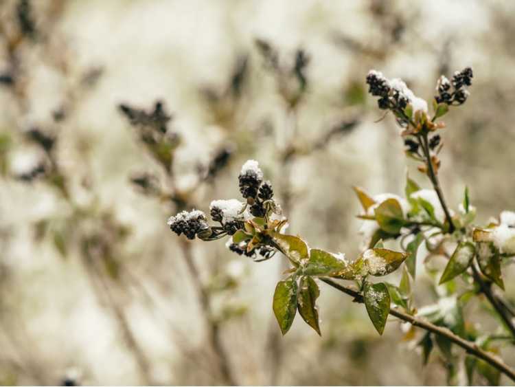 Lire la suite à propos de l’article Hiverner les arbustes lilas : conseils pour entretenir les lilas en hiver