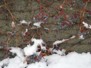 Lire la suite à propos de l’article Soins d'hiver du lierre de Boston : informations sur les vignes de lierre de Boston en hiver