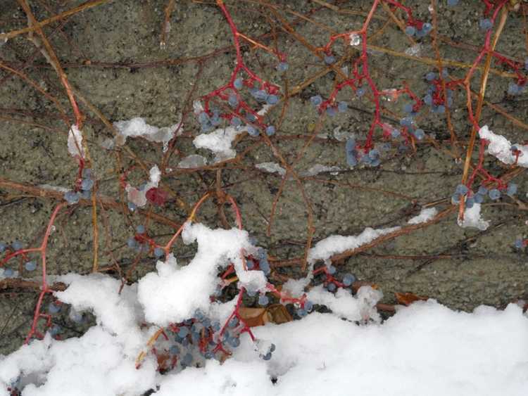 You are currently viewing Soins d'hiver du lierre de Boston : informations sur les vignes de lierre de Boston en hiver