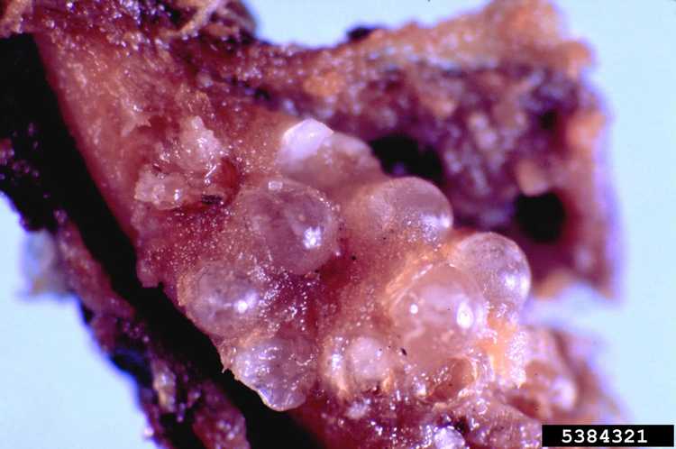 You are currently viewing Contrôle des nématodes pour les noix de pécan : comment traiter les nématodes à galles des noix de pécan