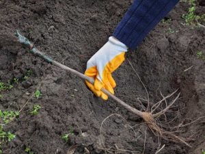 Lire la suite à propos de l’article Nématodes de la vigne : prévention des nématodes à galles dans les vignes