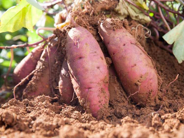 You are currently viewing Contrôle des nématodes à galles de la patate douce – Gestion des nématodes des patates douces