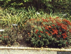Lire la suite à propos de l’article Traiter les nématodes foliaires sur les mamans – En savoir plus sur les nématodes foliaires du chrysanthème