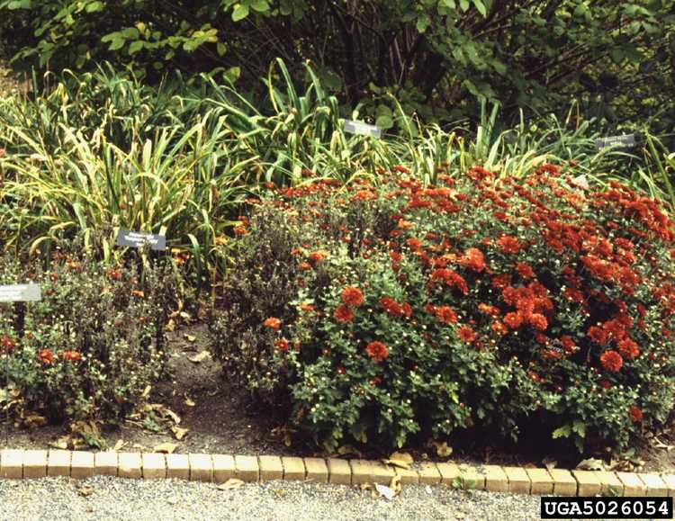 You are currently viewing Traiter les nématodes foliaires sur les mamans – En savoir plus sur les nématodes foliaires du chrysanthème