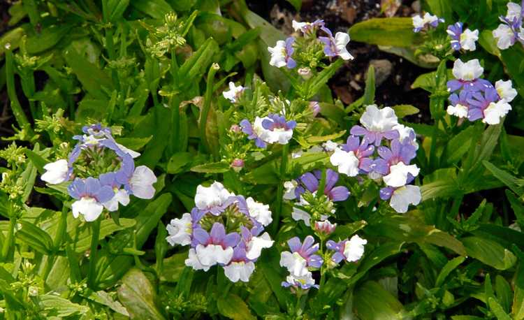 You are currently viewing Réduire Nemesia : Nemesia doit-il être taillé