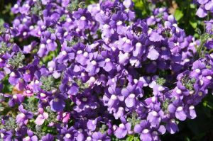 Lire la suite à propos de l’article Dépannage Nemesia : quel est le problème avec ma plante Nemesia