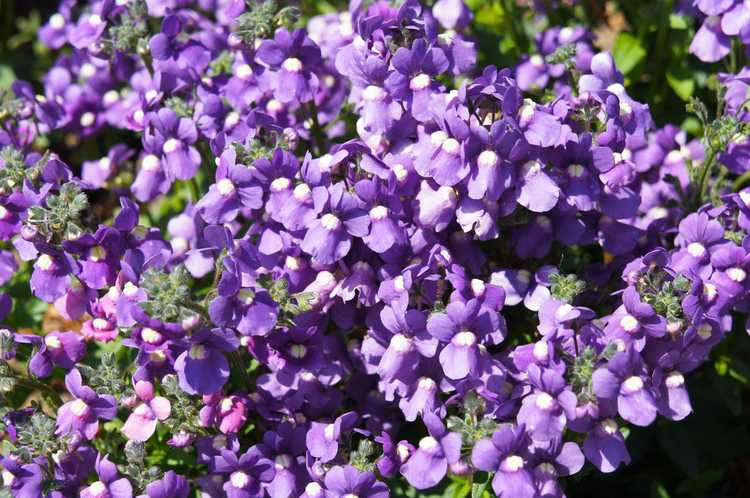 You are currently viewing Dépannage Nemesia : quel est le problème avec ma plante Nemesia