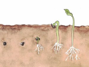 Lire la suite à propos de l’article Entailler les graines des plantes : pourquoi devriez-vous entailler les téguments des graines avant de les planter