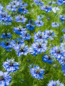 Lire la suite à propos de l’article Cultiver des plantes de nigelle – Comment faire pousser de l'amour de nigelle dans une plante à brume