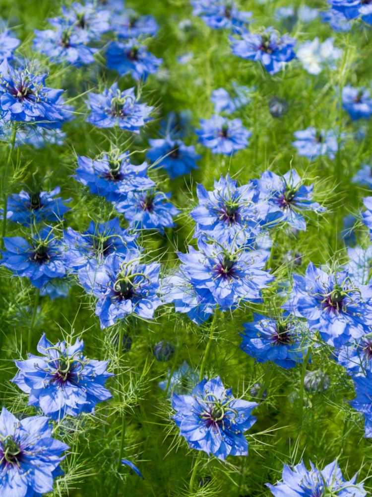 You are currently viewing Cultiver des plantes de nigelle – Comment faire pousser de l'amour de nigelle dans une plante à brume