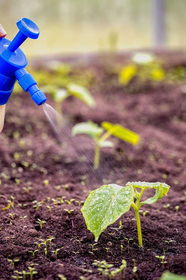 Lire la suite à propos de l’article Engrais au nitrate de calcium – Que fait le nitrate de calcium pour les plantes