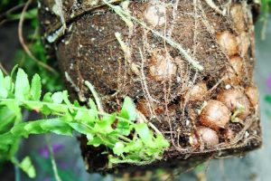 Lire la suite à propos de l’article Nodules de racines sur la fougère de Boston : quelles sont les boules sur les racines des plantes de fougère
