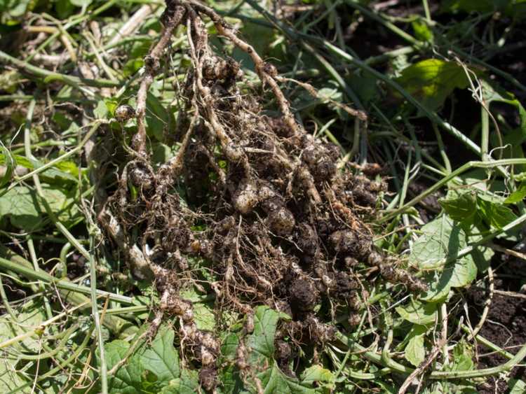 You are currently viewing Qu'est-ce qu'un nématode doré : en savoir plus sur le contrôle du nématode doré