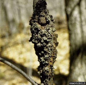 Lire la suite à propos de l’article Correctifs pour les maladies des arbres à nœuds noirs : que faire lorsque le nœud noir continue de revenir