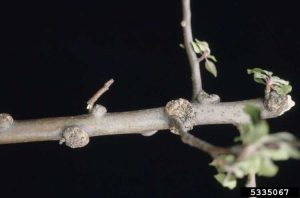 Lire la suite à propos de l’article Nœuds de bavure de pommier : quelles sont les causes des galles sur les membres du pommier