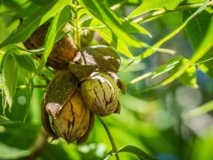 Lire la suite à propos de l’article Boutures de racines de noix de pécan – Pouvez-vous faire pousser des noix de pécan à partir de boutures