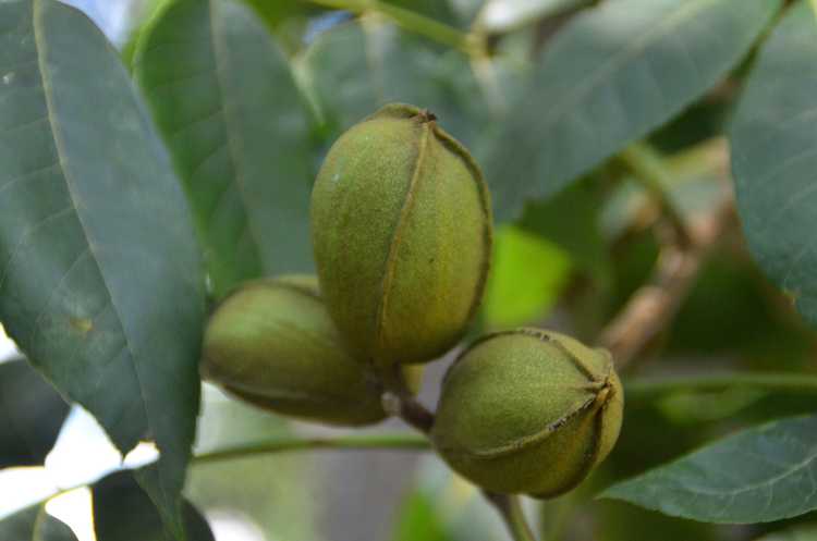 You are currently viewing Toxicité des noix de pécan – La juglone contenue dans les feuilles de noix de pécan peut-elle nuire aux plantes