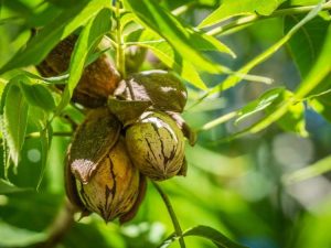 Lire la suite à propos de l’article Guide de plantation de noix de pécan : conseils sur la culture et l'entretien des arbres de noix de pécan