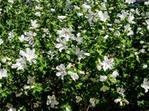 Lire la suite à propos de l’article La rose de Sharon est-elle envahissante – Comment contrôler les plantes de rose de Sharon