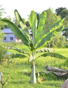 Lire la suite à propos de l’article Que nourrir les bananiers – Comment fertiliser un bananier
