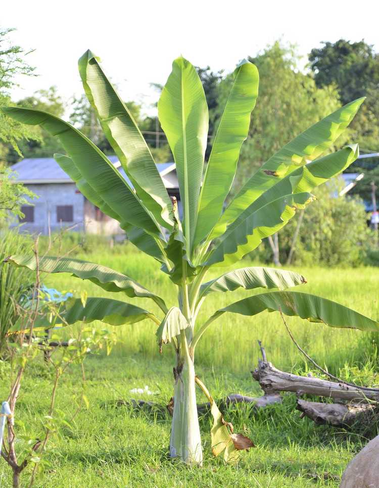 You are currently viewing Que nourrir les bananiers – Comment fertiliser un bananier