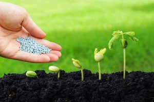 Lire la suite à propos de l’article Nourrir les semis : dois-je fertiliser les semis