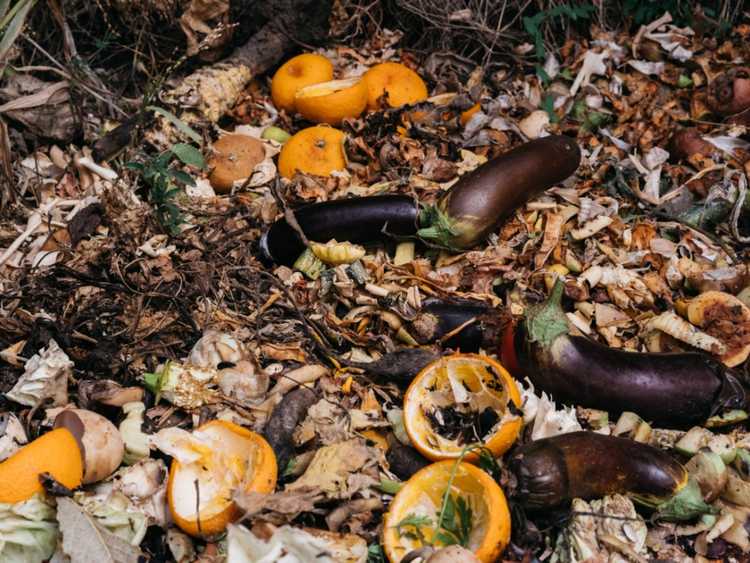 You are currently viewing Traiter les odeurs courantes d'ammoniac dans le jardin