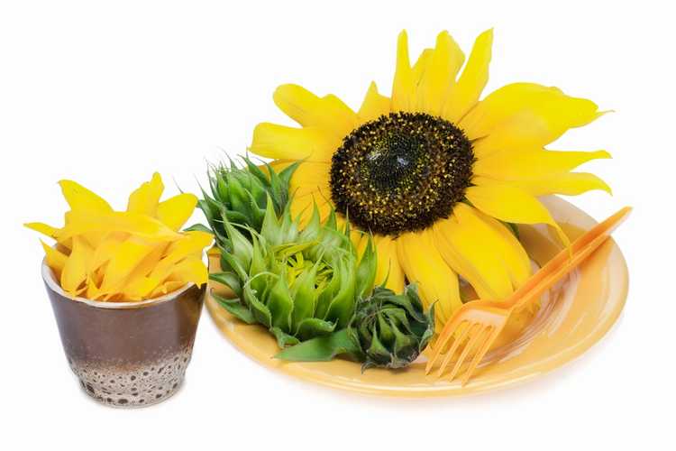 You are currently viewing Les tournesols sont-ils comestibles : comment utiliser les tournesols comestibles du jardin