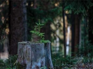 Lire la suite à propos de l’article À quelle distance peut-on planter un arbre d’une souche ?