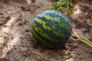 Lire la suite à propos de l’article Informations sur la nouvelle pastèque orchidée : Comment faire pousser un nouveau melon orchidée