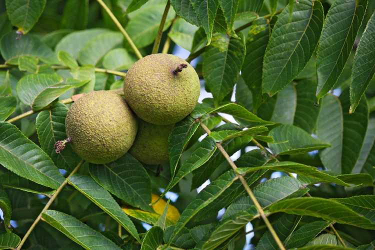 You are currently viewing Plantes compatibles avec les noyers noirs : plantes qui poussent sous les noyers noirs