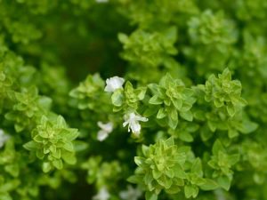 Lire la suite à propos de l’article Entretien du basilic buisson: conseils pour cultiver des plantes de basilic buisson dans le jardin