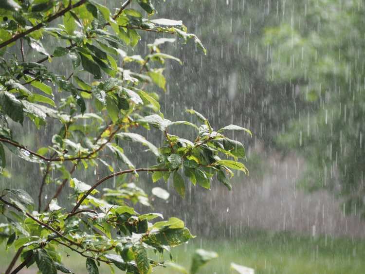 You are currently viewing Découvrez comment les plantes et le sol produisent l'odeur de la pluie