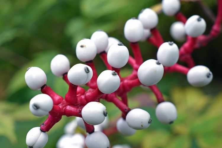 You are currently viewing White Baneberry Care – Comment faire pousser une plante pour les yeux de poupée dans les jardins