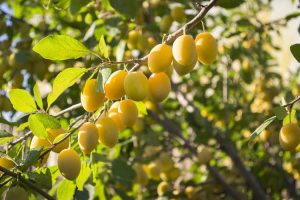 Lire la suite à propos de l’article Pruniers à œufs jaunes: comment faire pousser des prunes européennes à œufs jaunes