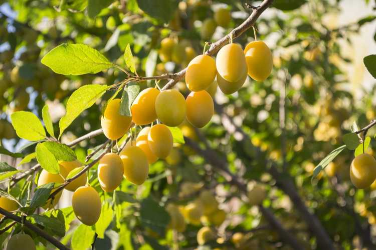 You are currently viewing Pruniers à œufs jaunes: comment faire pousser des prunes européennes à œufs jaunes