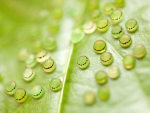 Lire la suite à propos de l’article Sélection de plantes pour les œufs de papillons – Meilleures plantes pour attirer les papillons