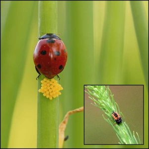 Lire la suite à propos de l’article Informations sur les œufs de coccinelle : à quoi ressemblent les œufs de coccinelle