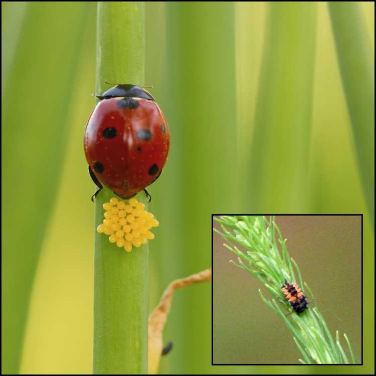 You are currently viewing Informations sur les œufs de coccinelle : à quoi ressemblent les œufs de coccinelle