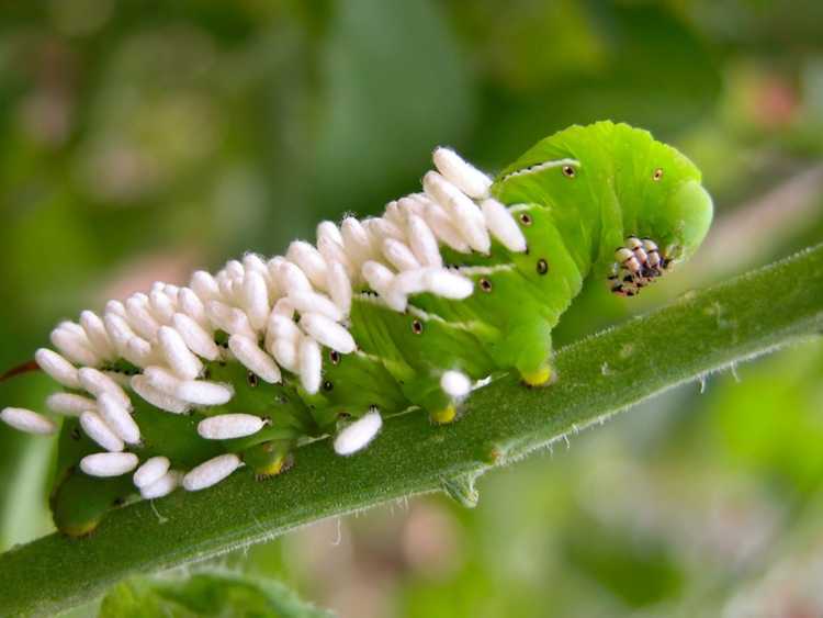 You are currently viewing Identification des guêpes parasites : comment trouver les larves et les œufs de guêpes parasites