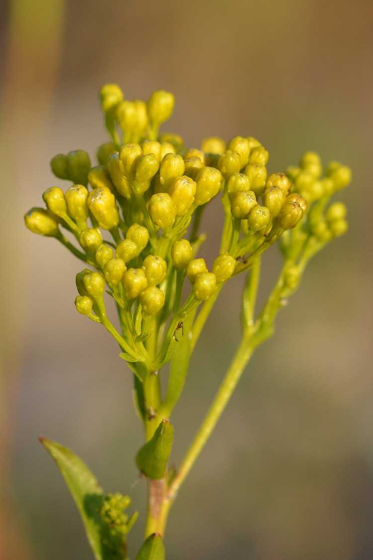 Lire la suite à propos de l’article Informations sur la verge d'or de l'Ohio : Comment faire pousser des fleurs de verge d'or de l'Ohio