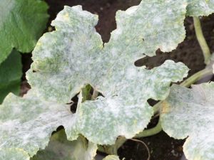 Lire la suite à propos de l’article Feuilles de citrouille blanches : comment se débarrasser de l'oïdium sur les citrouilles