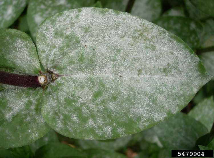 You are currently viewing Traitement de l'oïdium à l'intérieur : comment se débarrasser de l'oïdium sur les plantes d'intérieur