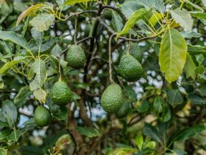 Lire la suite à propos de l’article Contrôle de l'oïdium – Conseils pour traiter l'oïdium sur les avocats